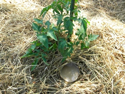 Growing Tomato Plants on Grow Fantastic Tomatoes